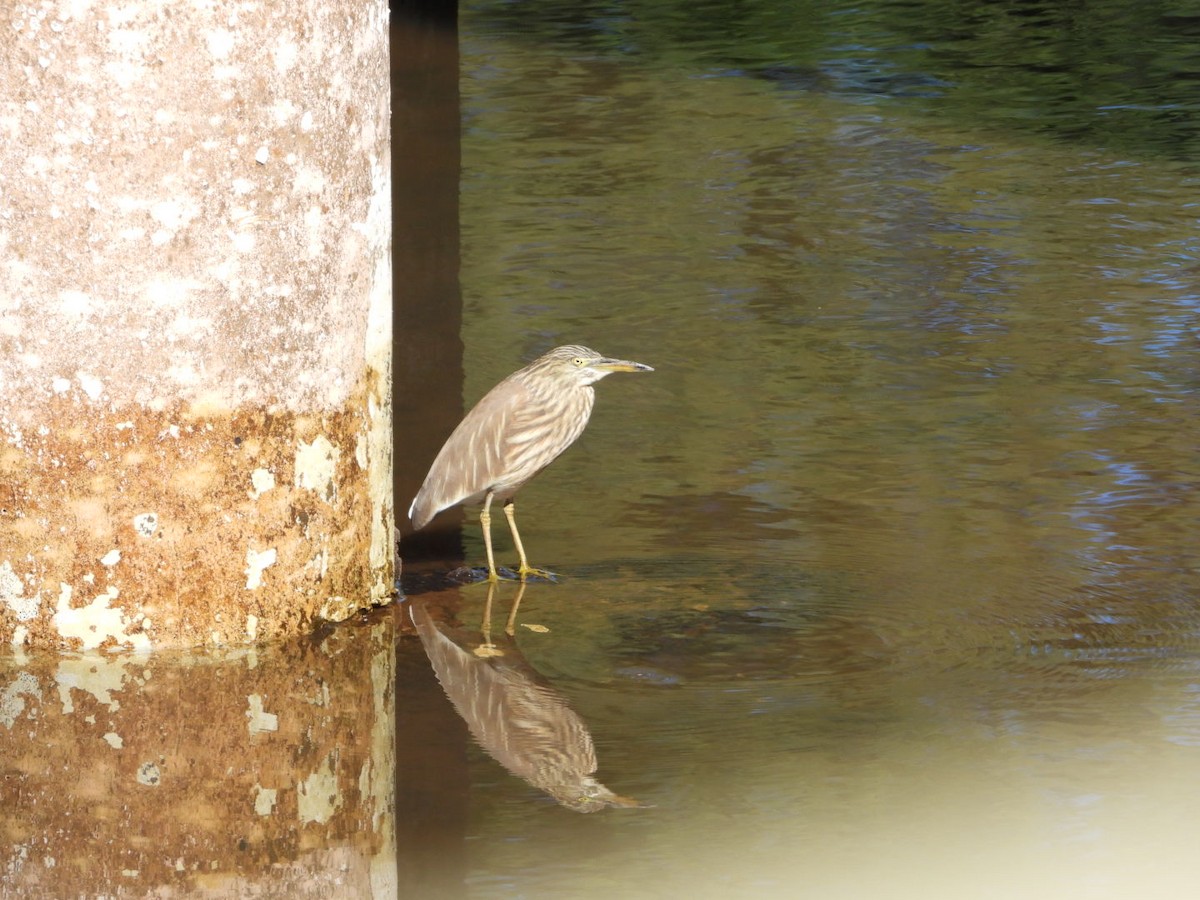 Crabier de Gray - ML647216111