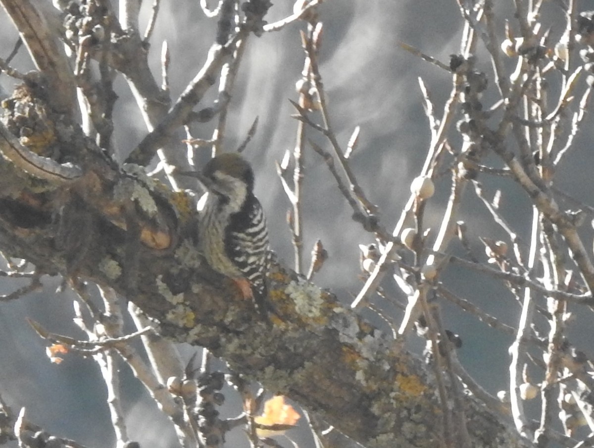 bergspett - ML647216112