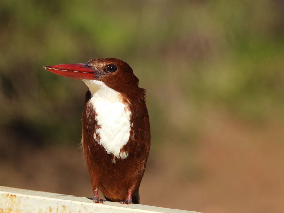 Martin-chasseur de Smyrne - ML647216113
