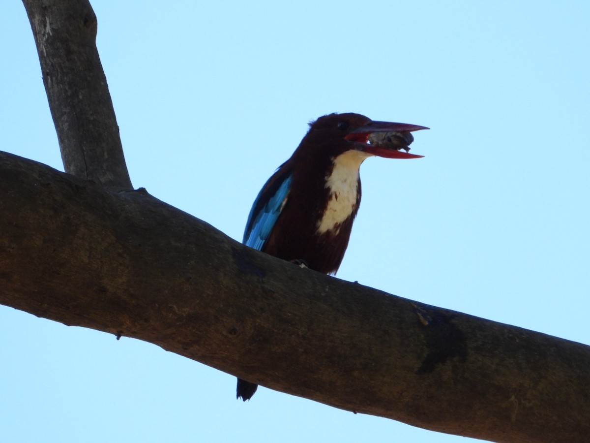 Martin-chasseur de Smyrne - ML647216114