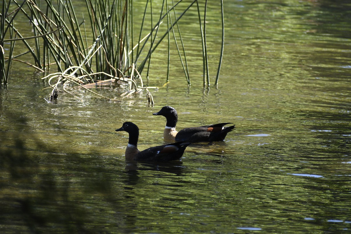 Галагаз австралійський - ML647216117