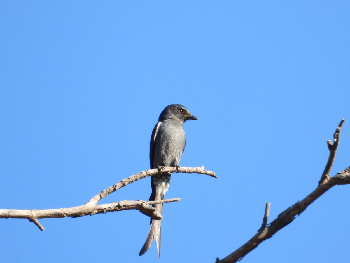 Drongo cendré - ML647216118