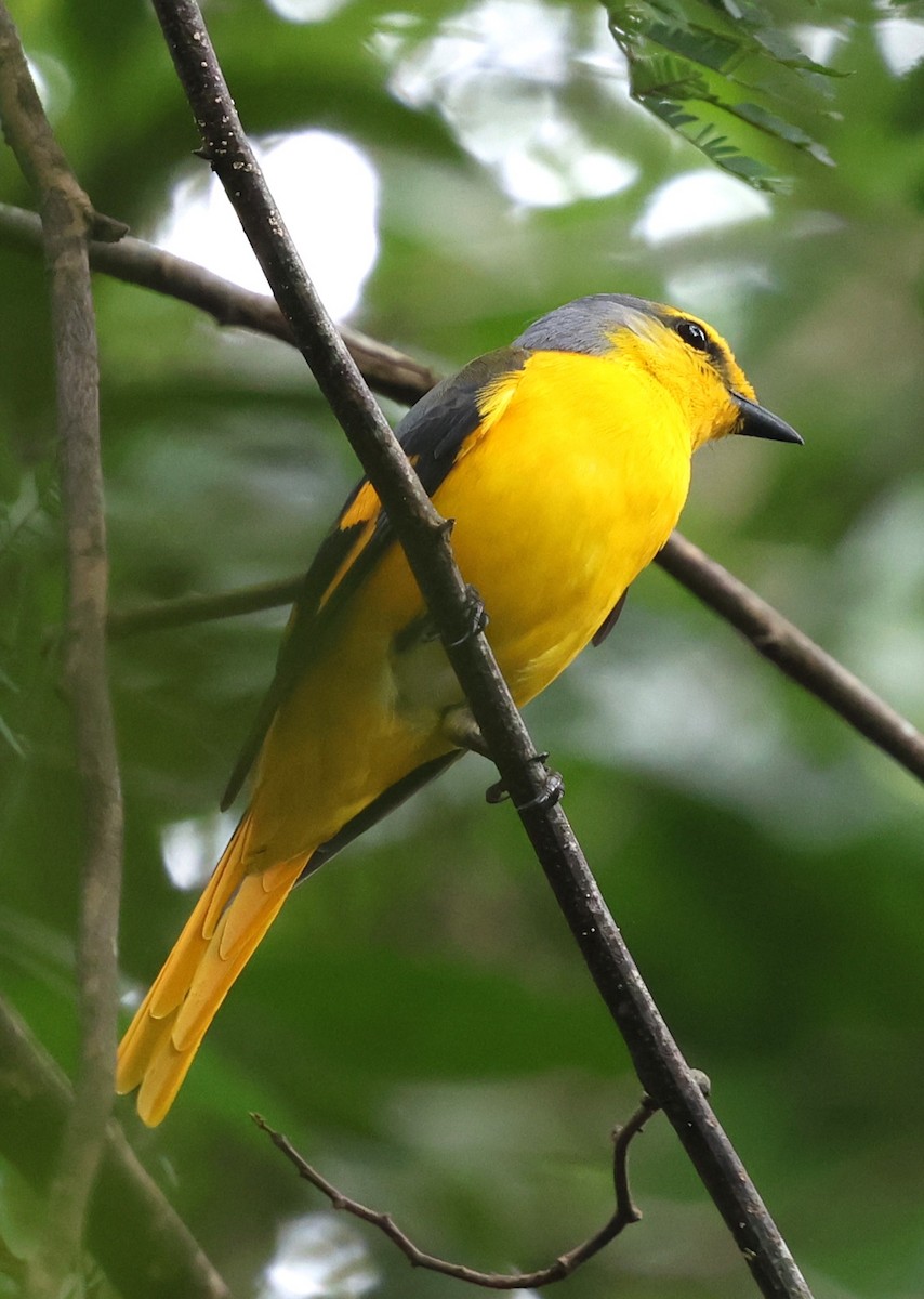 Scarlet Minivet - ML647216121