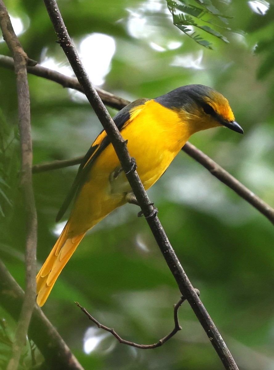 Scarlet Minivet - ML647216122