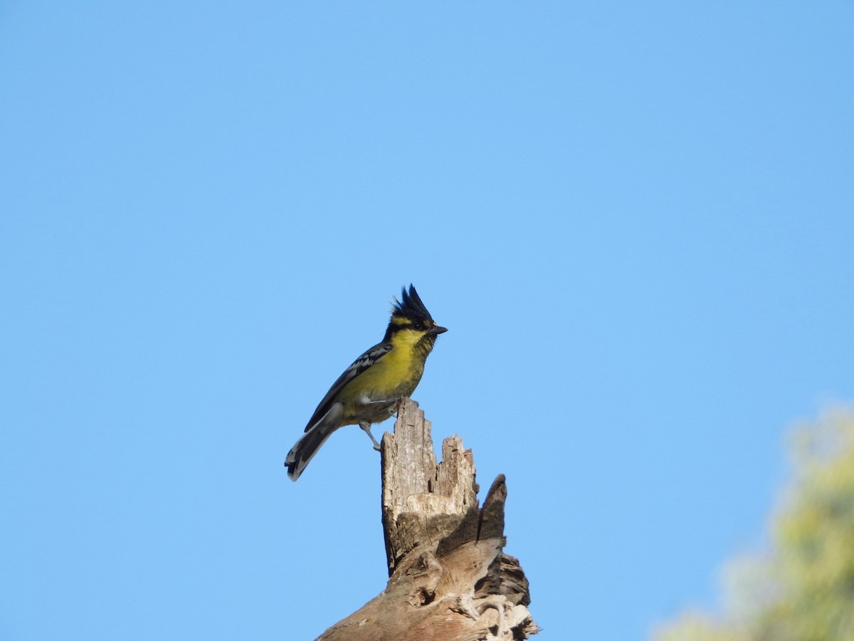 Mésange jaune - ML647216125