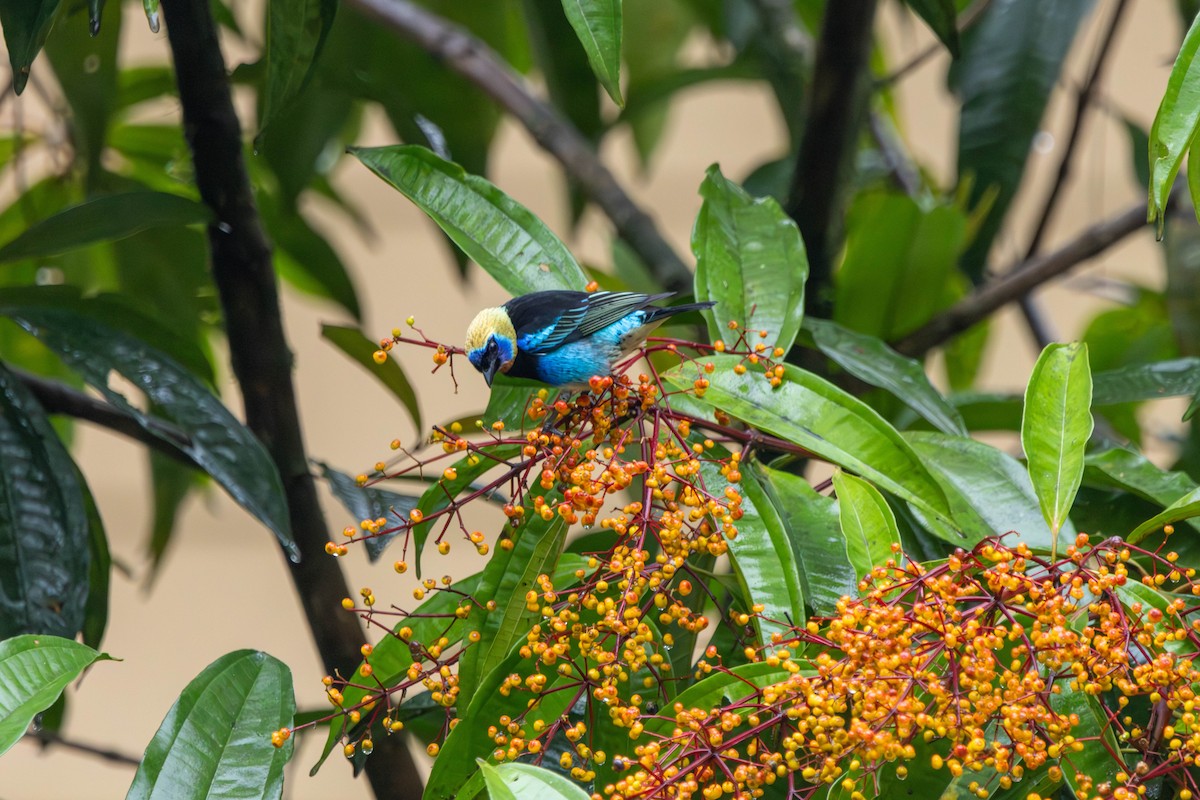 Золотистоголовая танагра - ML647216139