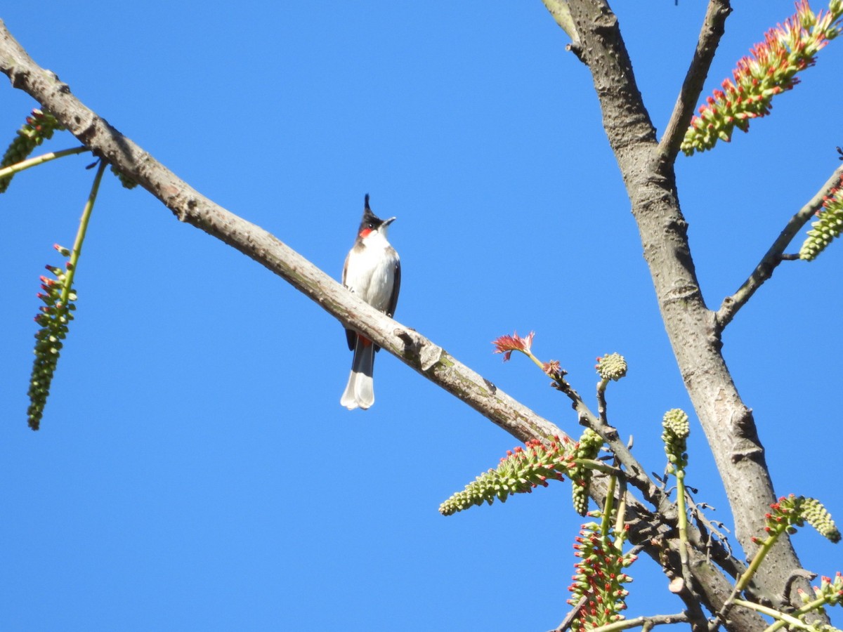 Bulbul orphée - ML647216148