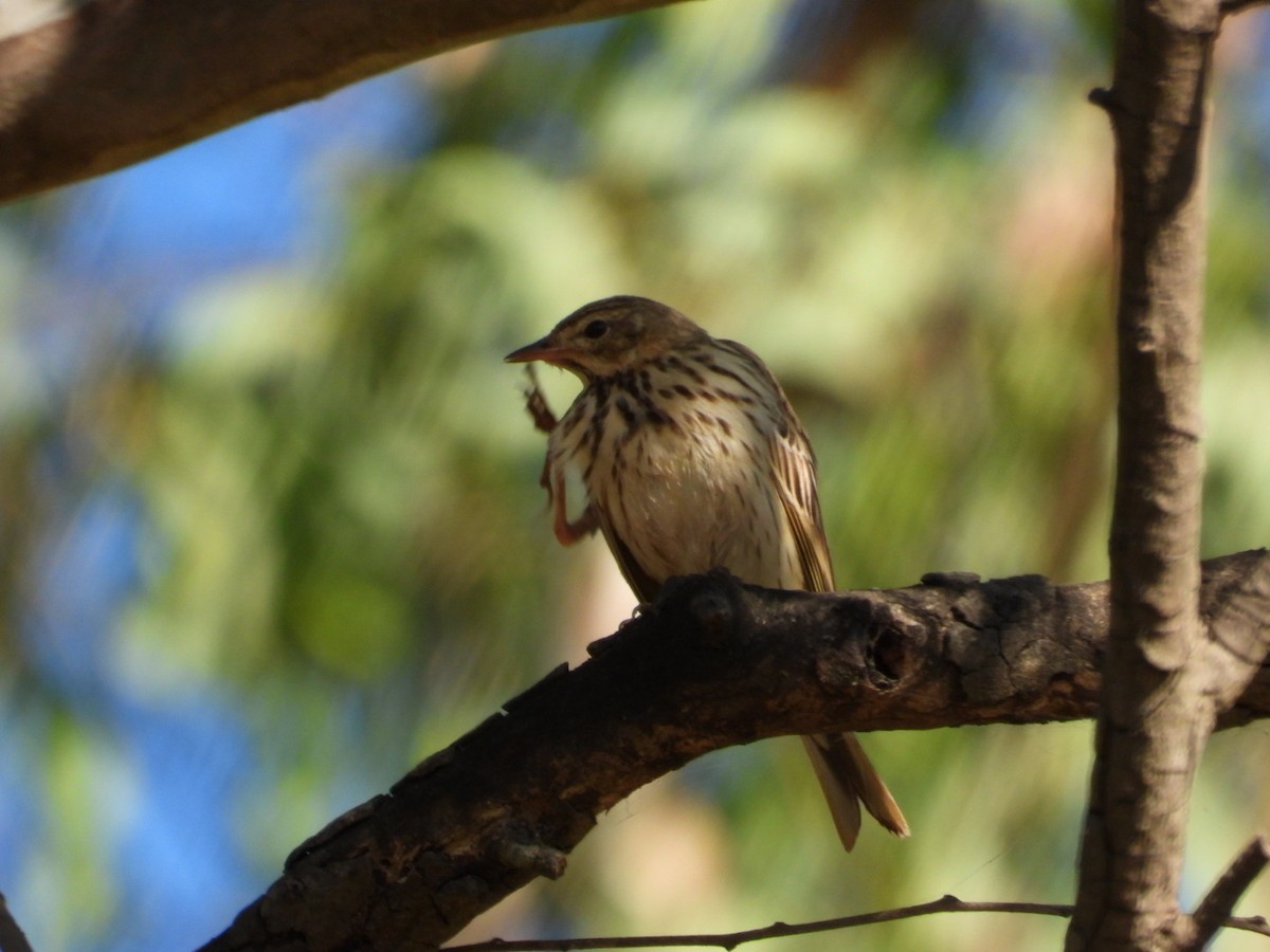 Pipit des arbres - ML647216201