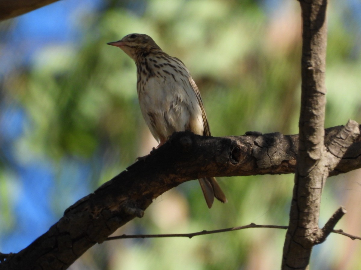 Pipit des arbres - ML647216202