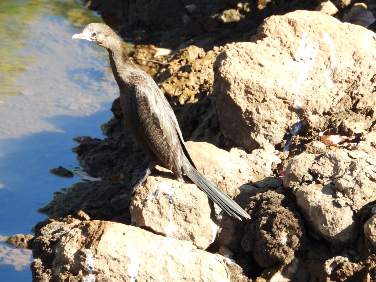 Cormoran de Vieillot - ML647216206