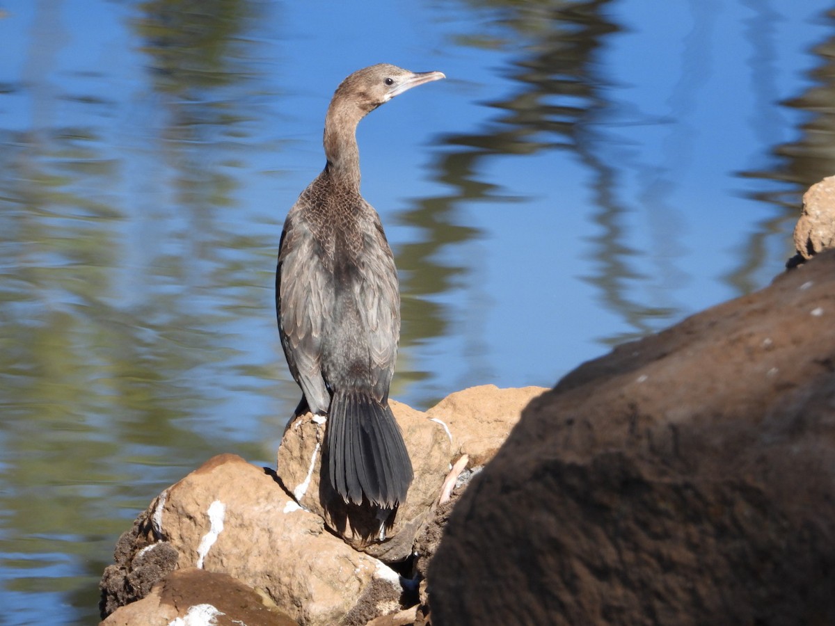 Cormoran de Vieillot - ML647216207