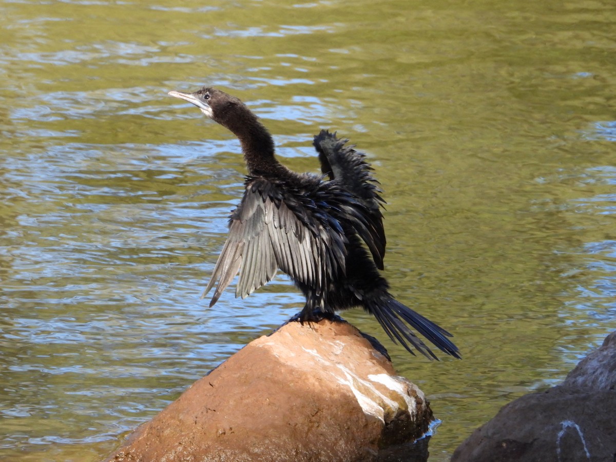 Cormoran de Vieillot - ML647216208