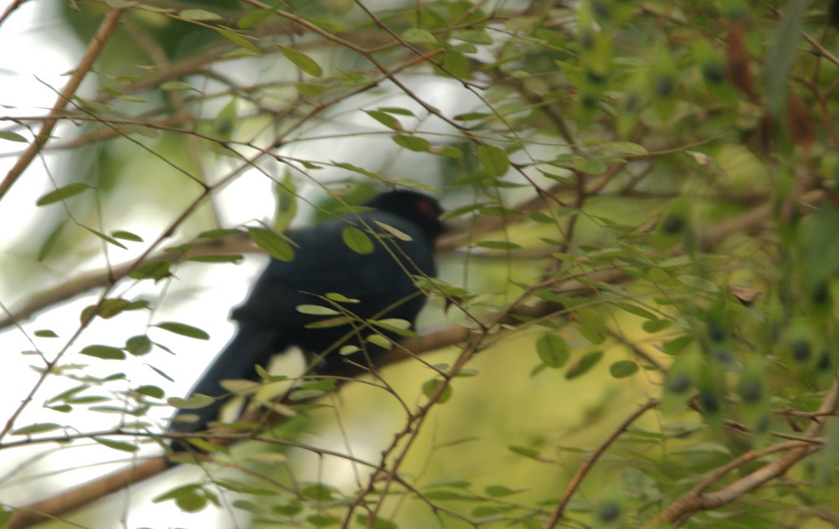 Asian Koel - ML647216222