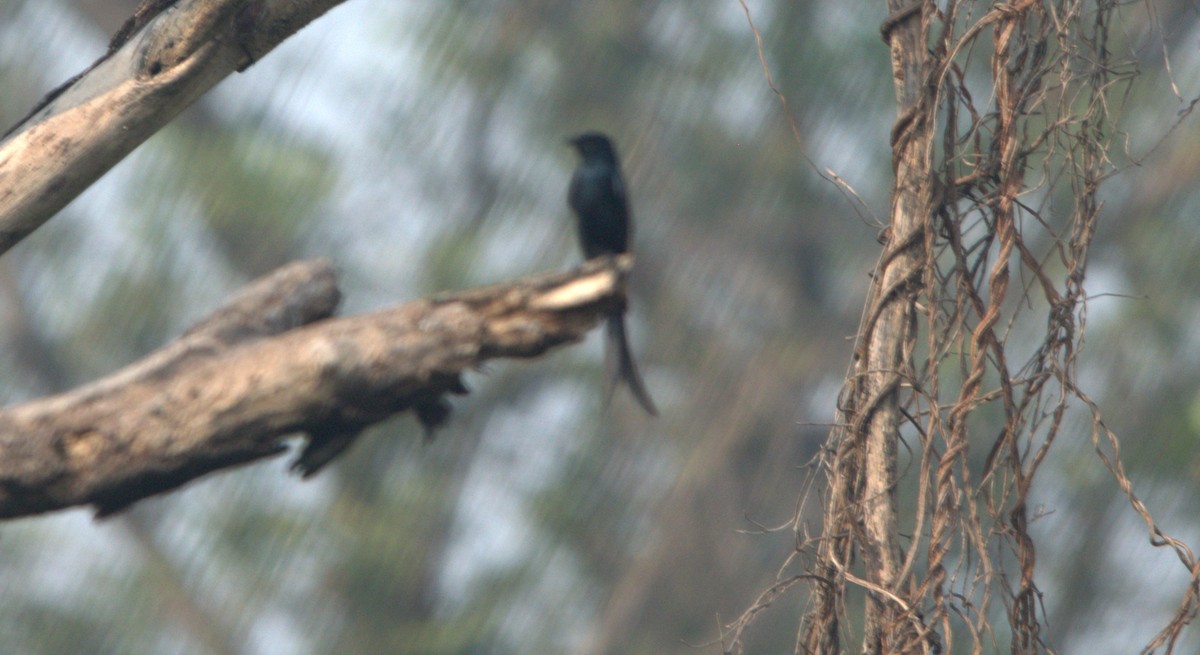 Black Drongo - ML647216233