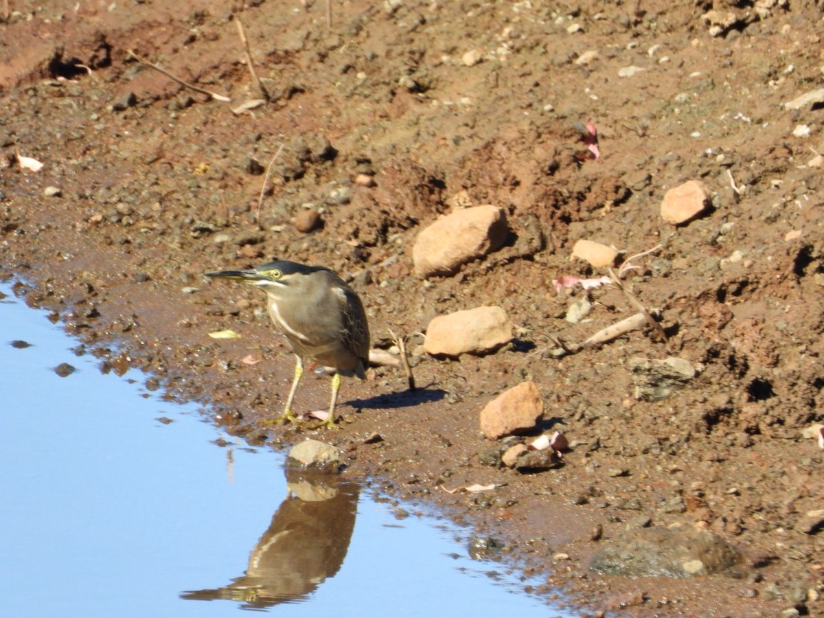 Héron des mangroves - ML647216237