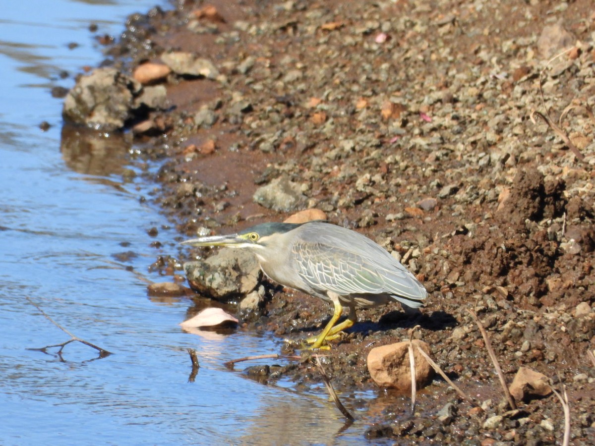 Héron des mangroves - ML647216238