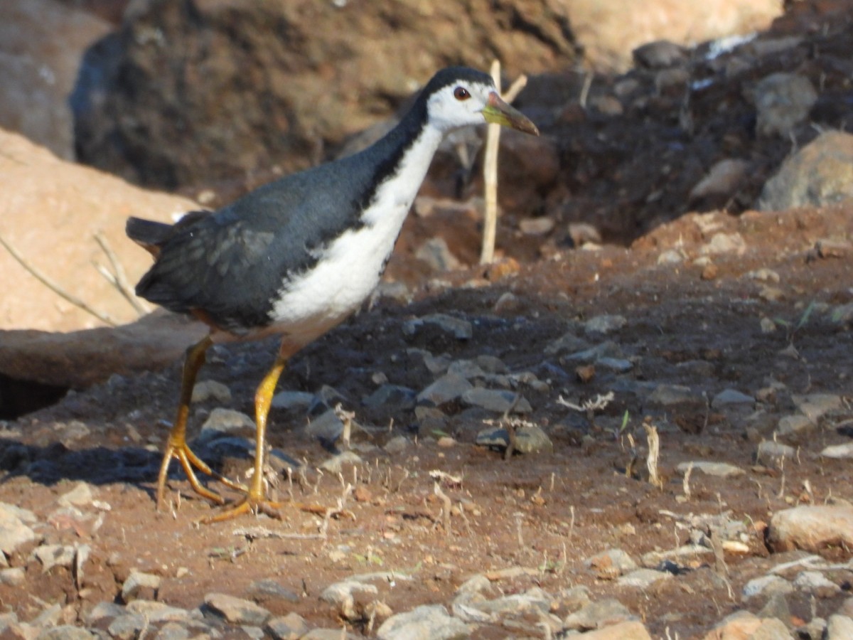 Râle à poitrine blanche - ML647216250