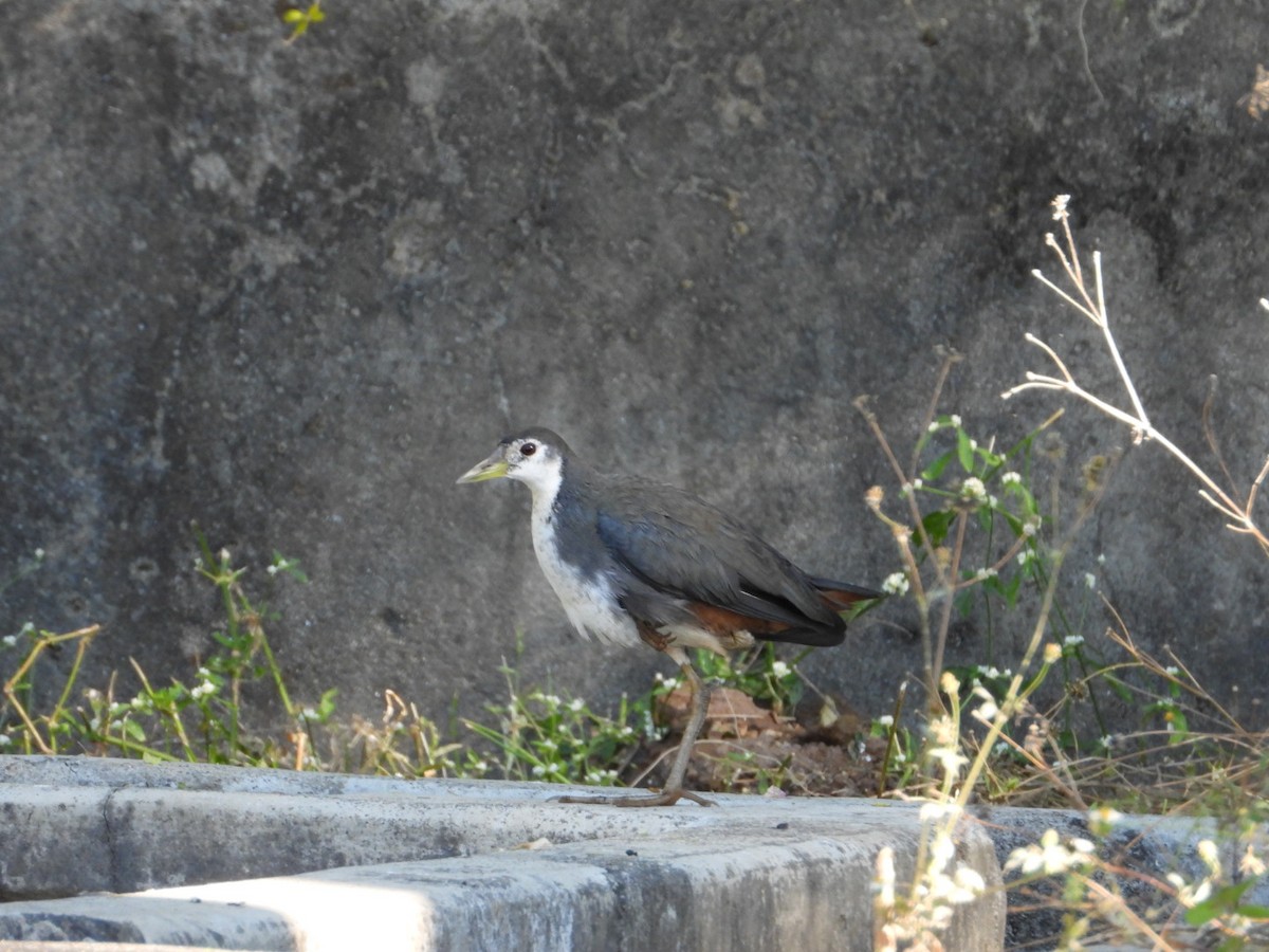 Râle à poitrine blanche - ML647216251