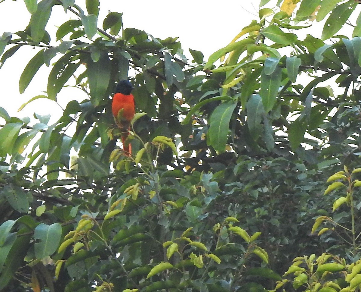 Scarlet Minivet - ML647216254