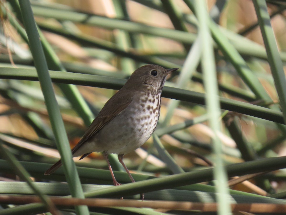 Hermit Thrush - ML647216258