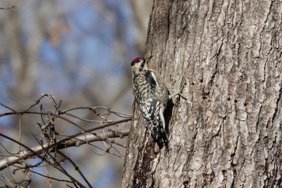Yellow-bellied Sapsucker - ML647216260