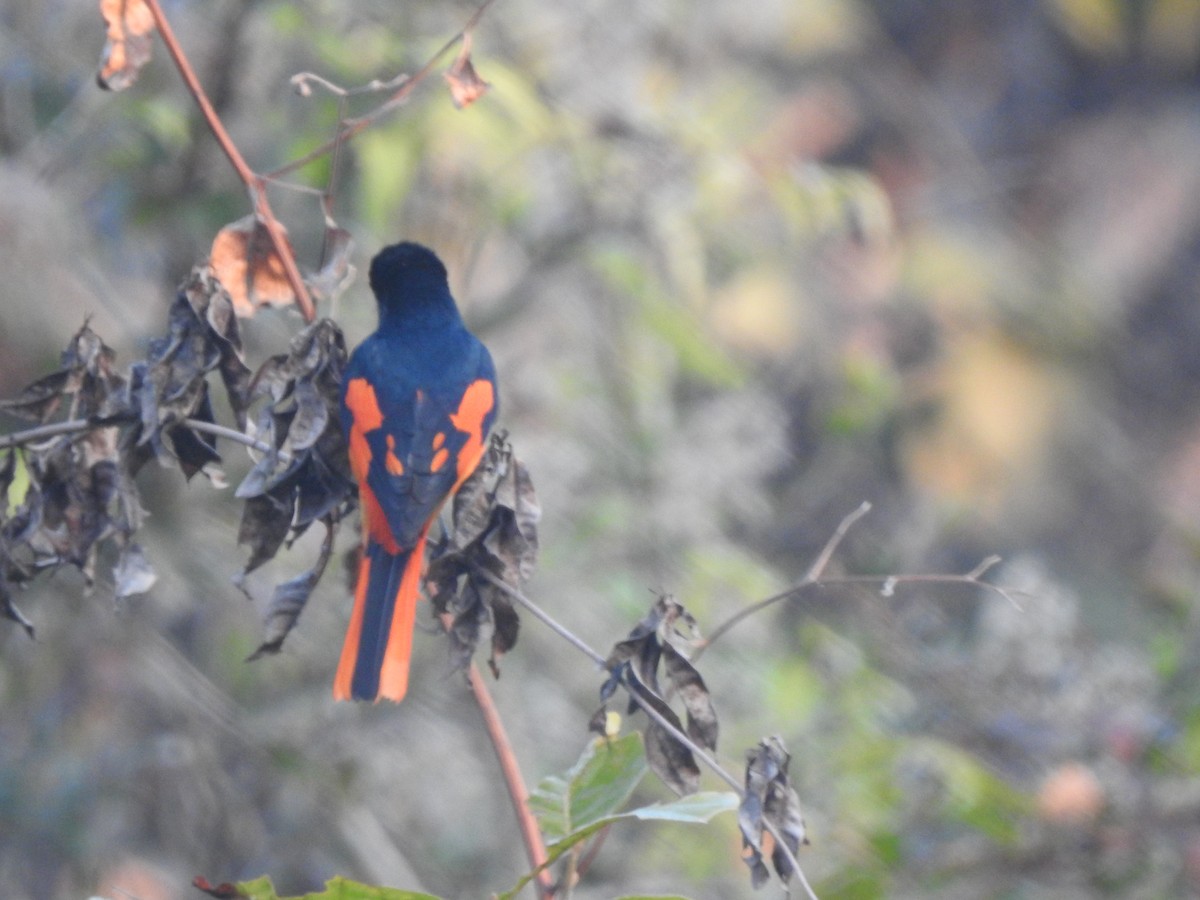 Scarlet Minivet - ML647216261