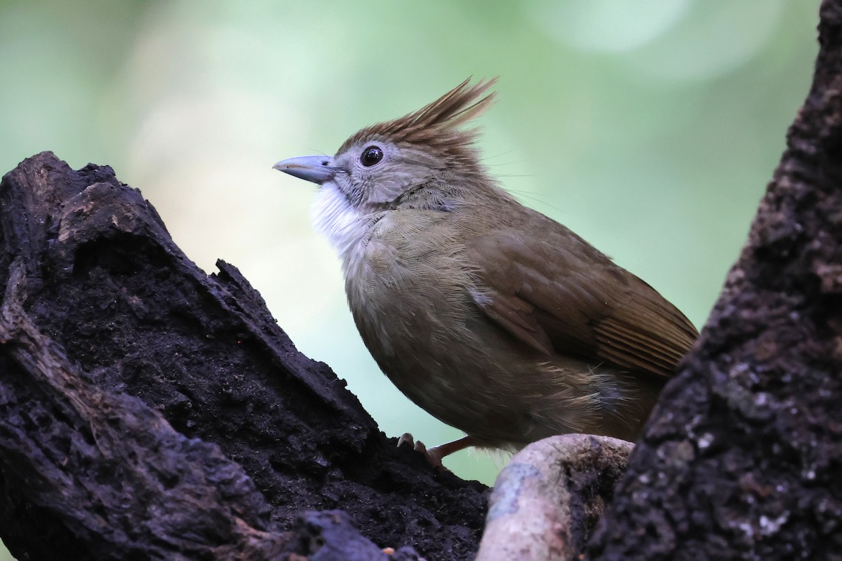 Ochraceous Bulbul - ML647216264