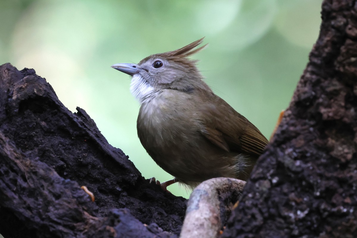 Ochraceous Bulbul - ML647216265