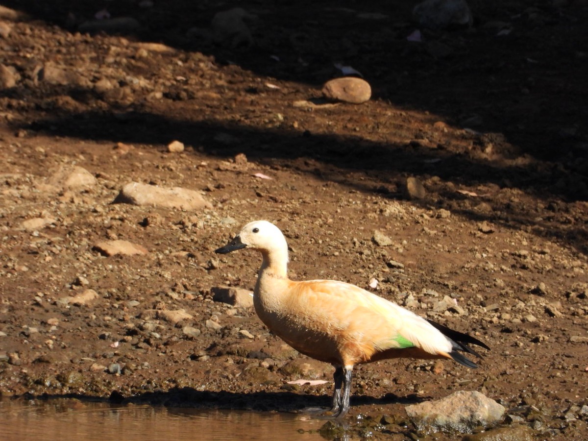 Tadorne casarca - ML647216267