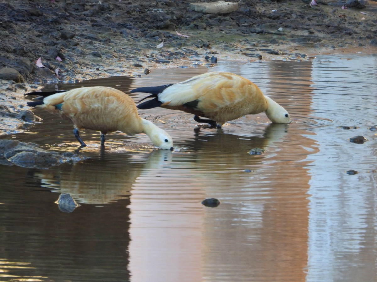 Tadorne casarca - ML647216268