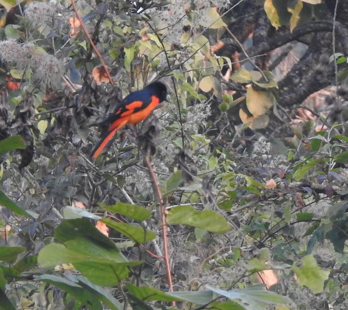 Scarlet Minivet - ML647216271