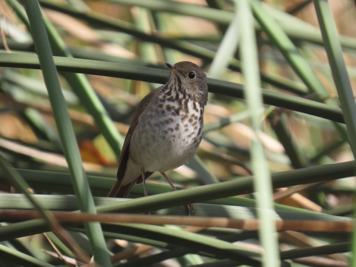 Hermit Thrush - ML647216276