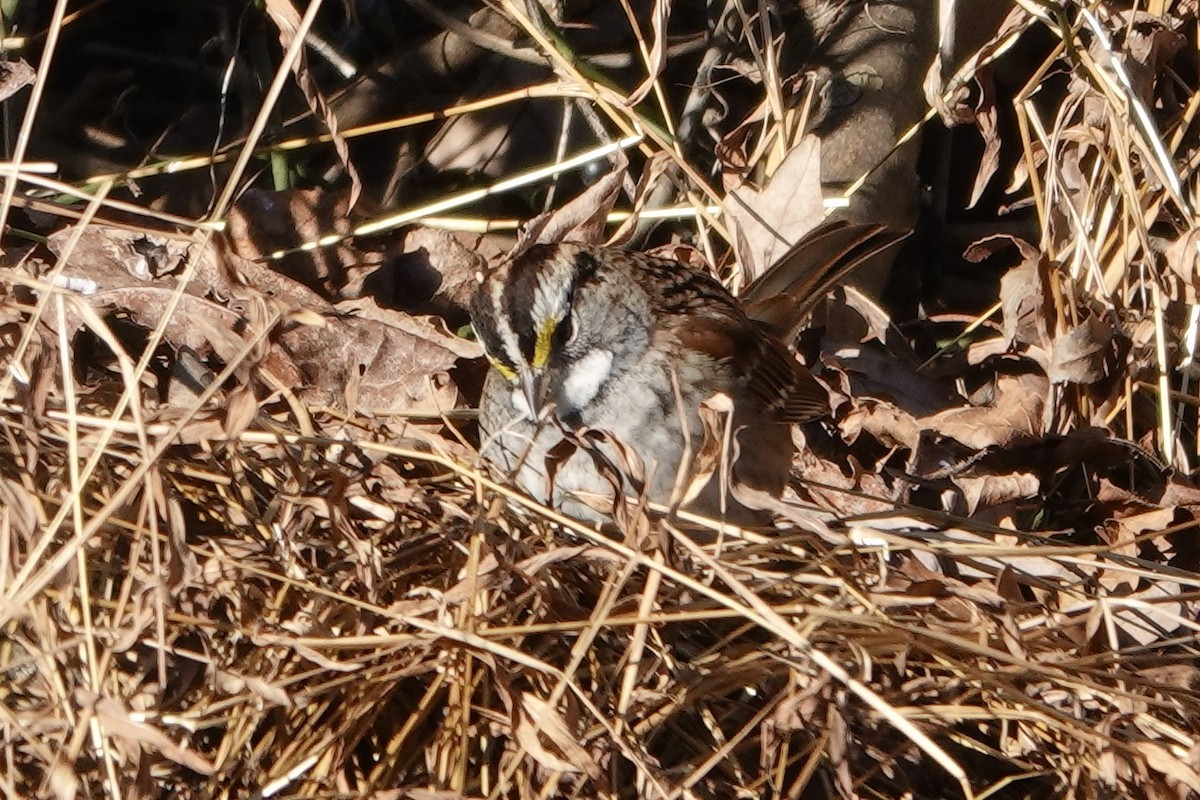 White-throated Sparrow - ML647216278