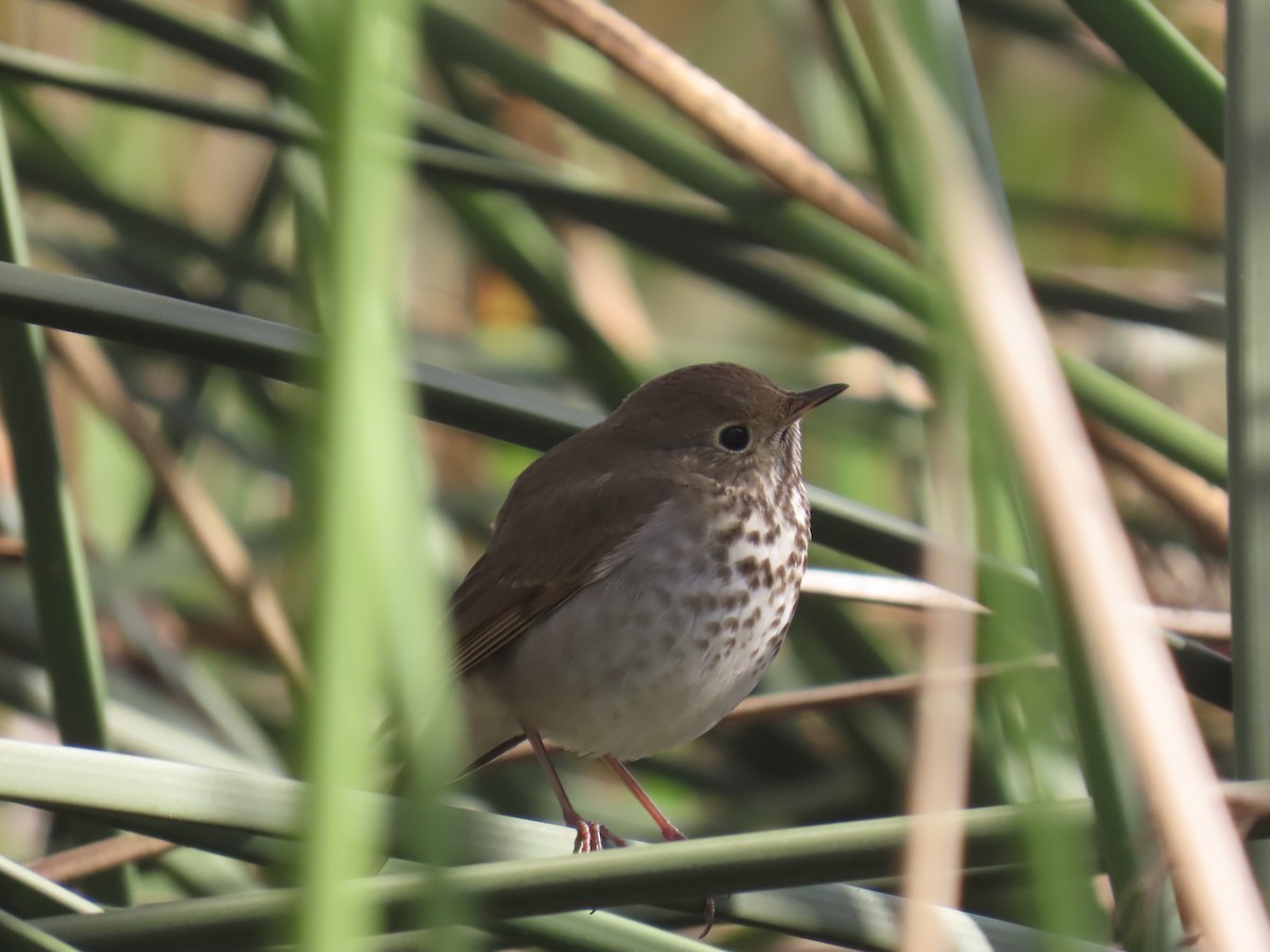 Hermit Thrush - ML647216279