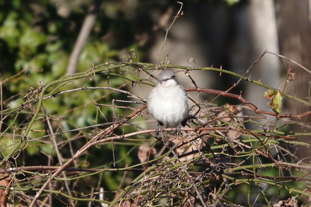 Northern Mockingbird - ML647216282