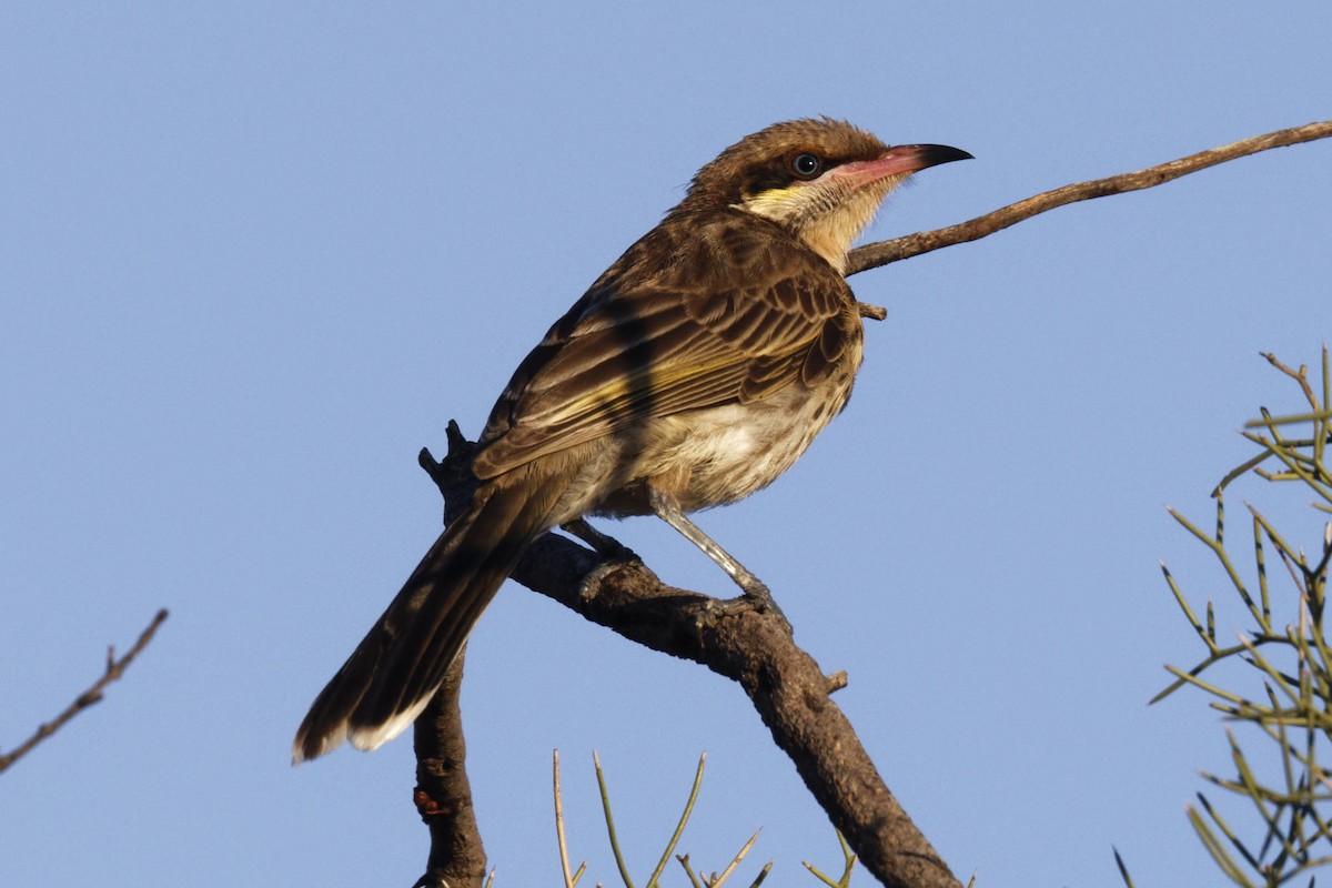 rosennebbhonningeter - ML647216298