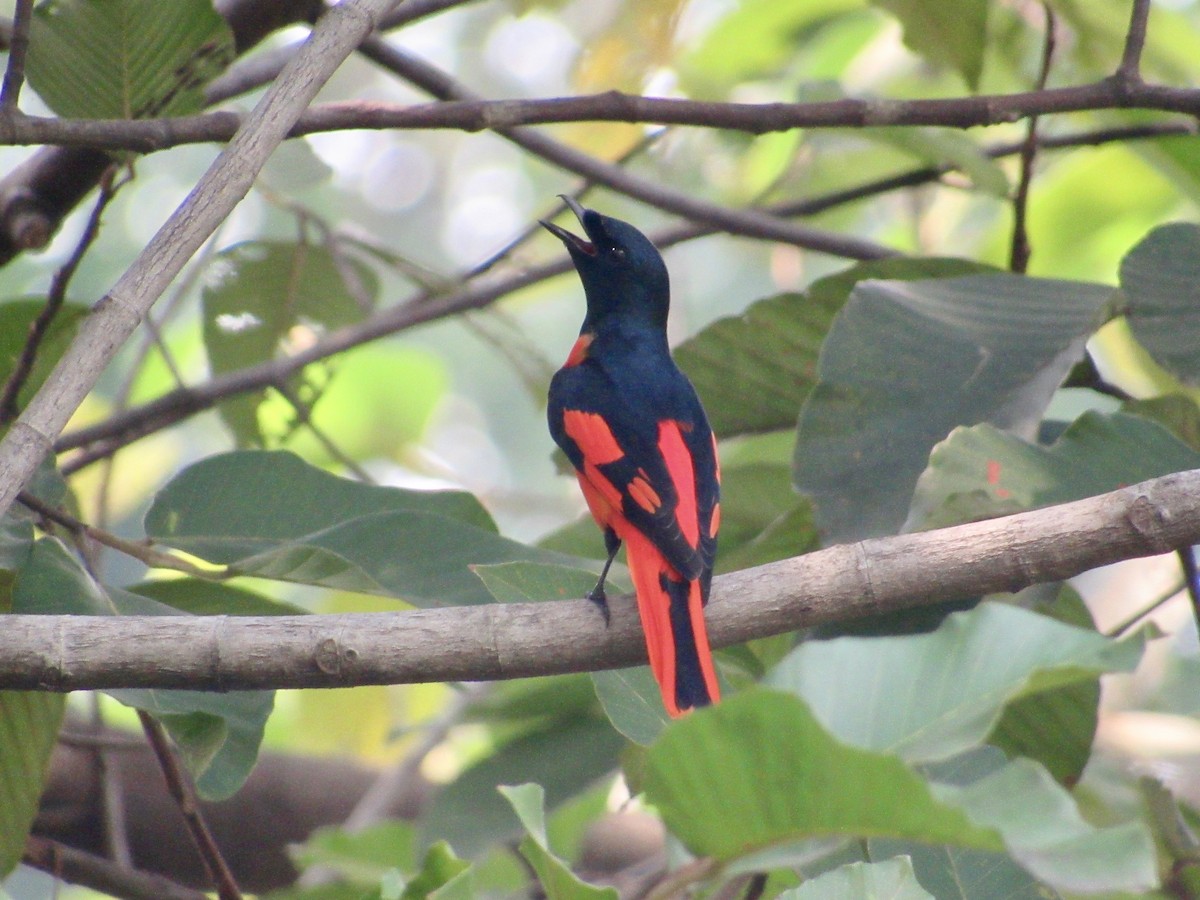 Scarlet Minivet (Scarlet) - ML647216300