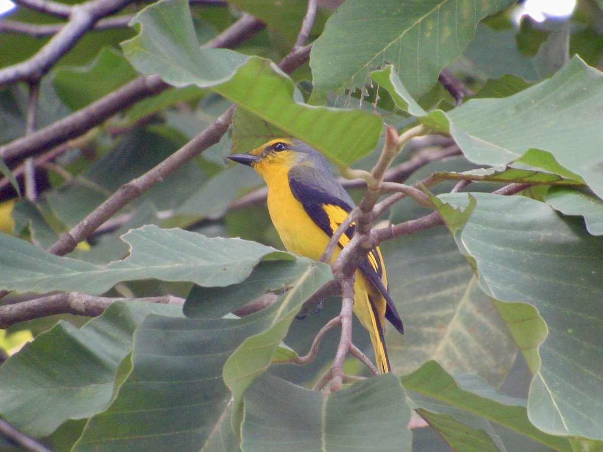 Scarlet Minivet (Scarlet) - ML647216301