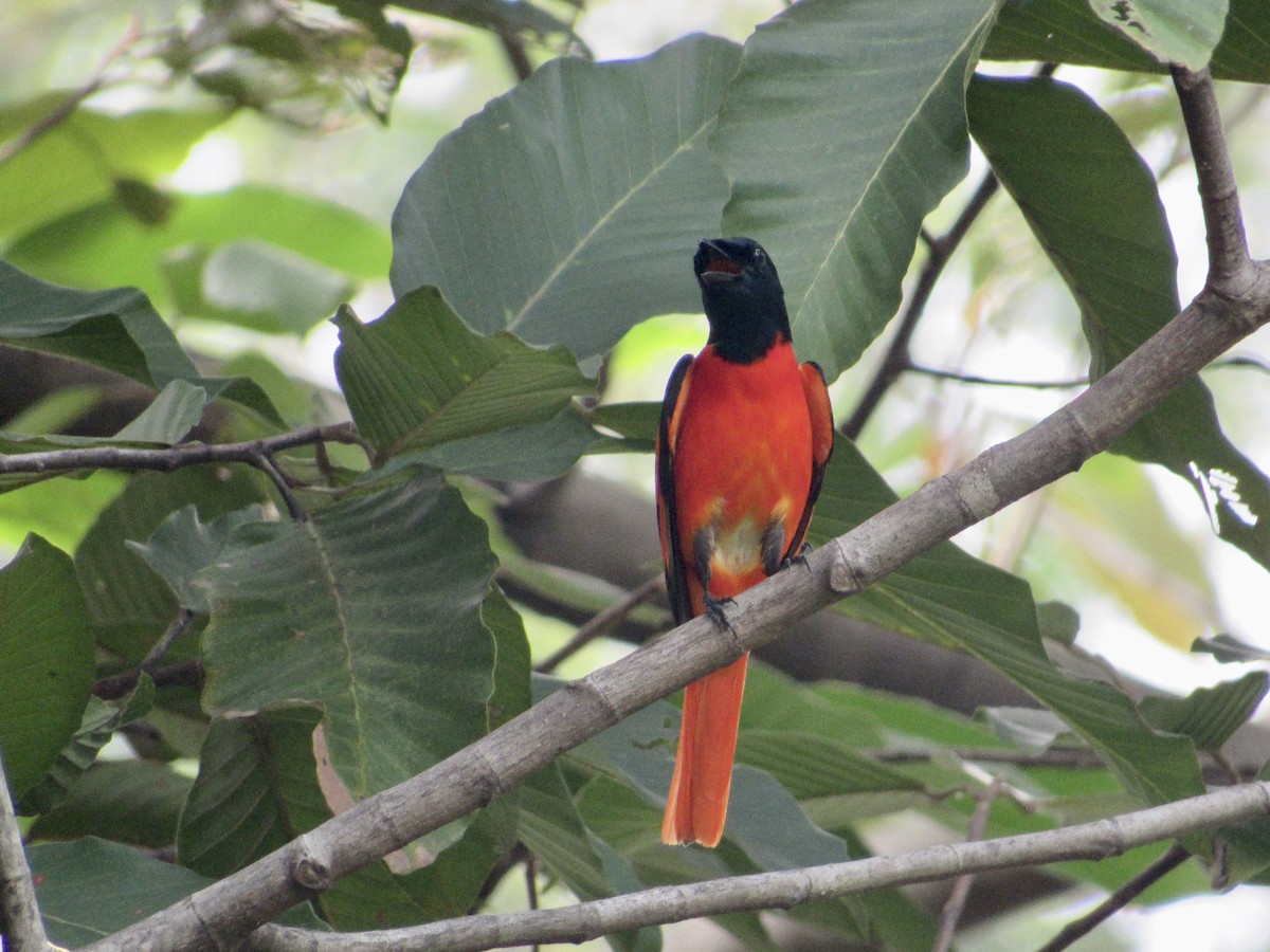 Scarlet Minivet (Scarlet) - ML647216302
