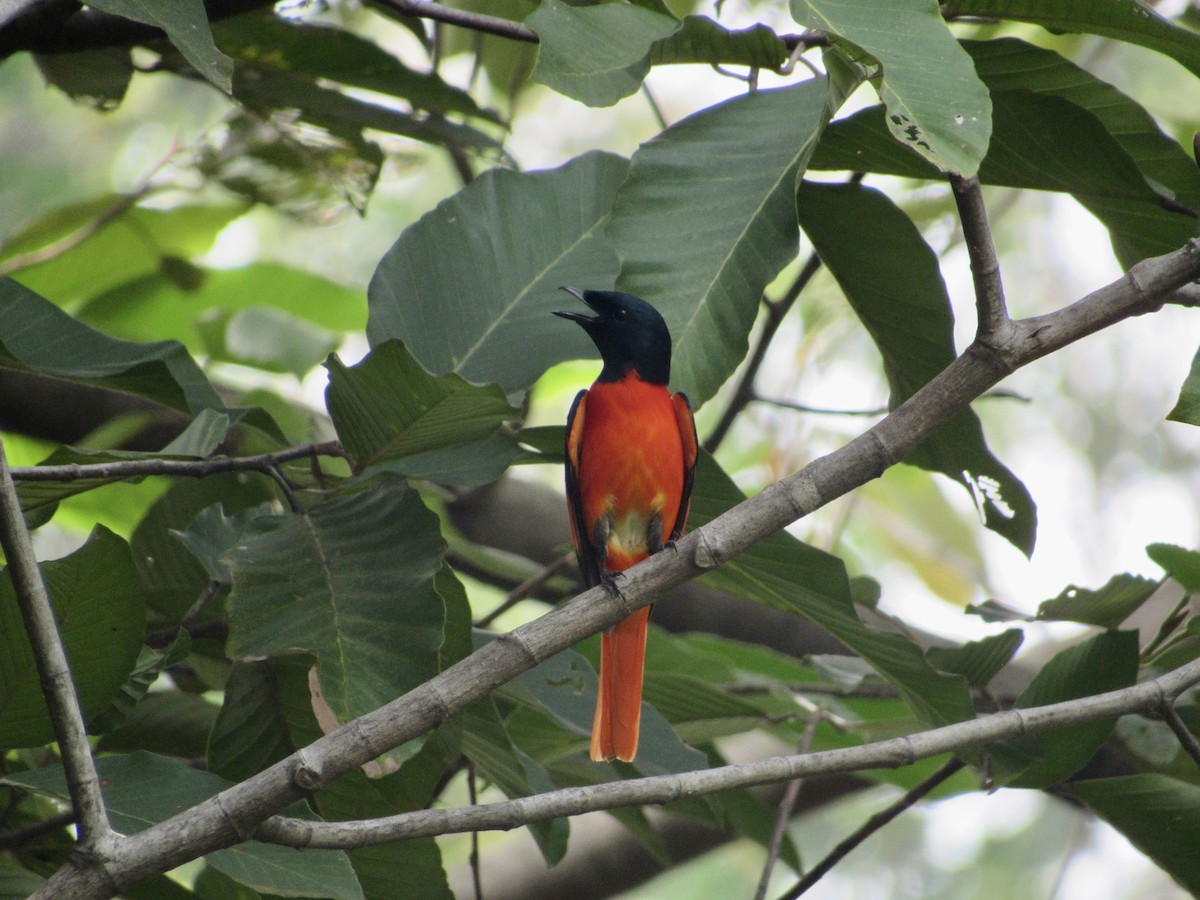 Scarlet Minivet (Scarlet) - ML647216303