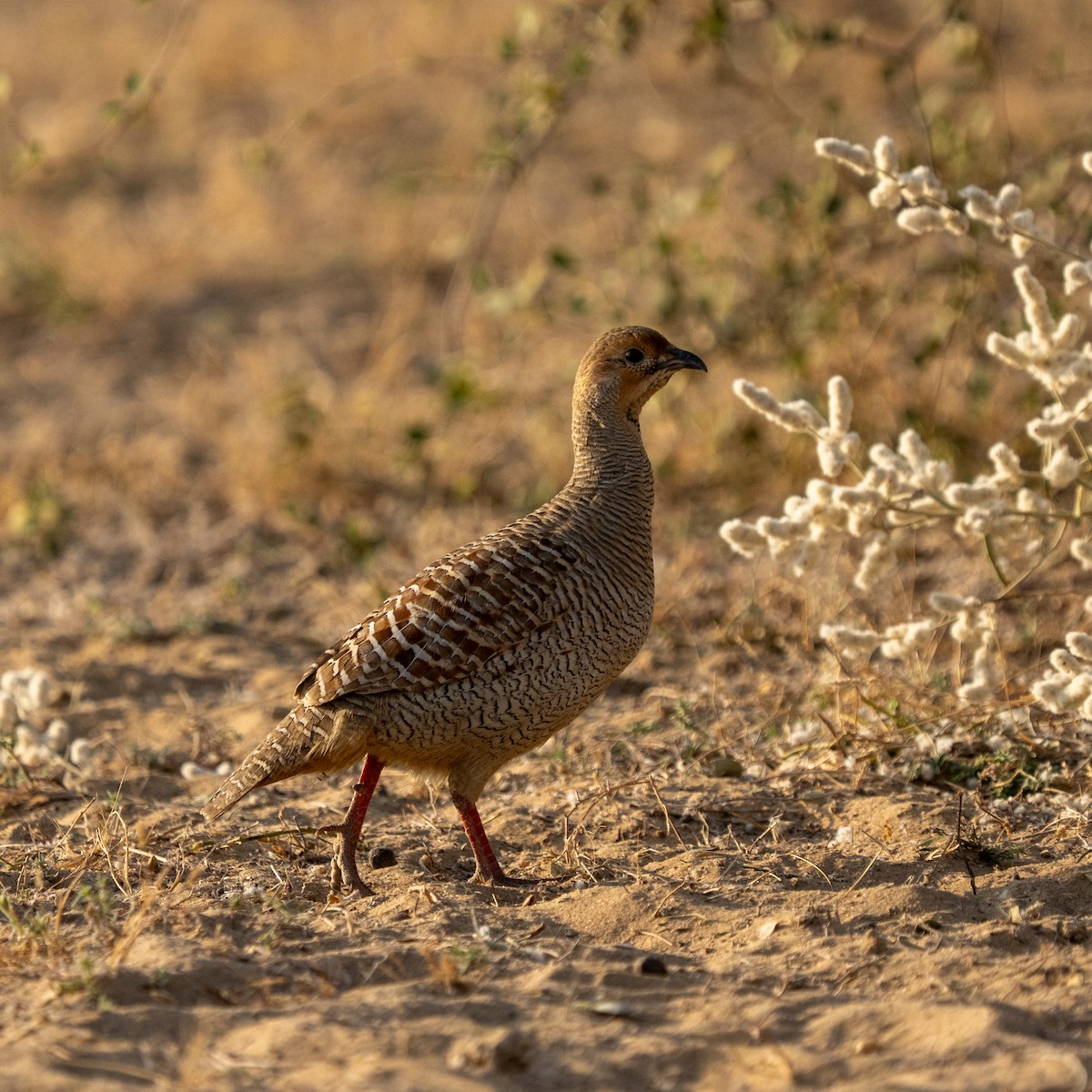 Gray Francolin - ML647216315