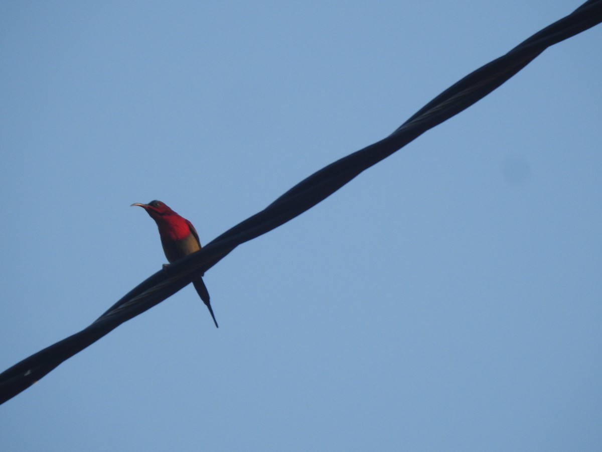 Crimson Sunbird - ML647216338