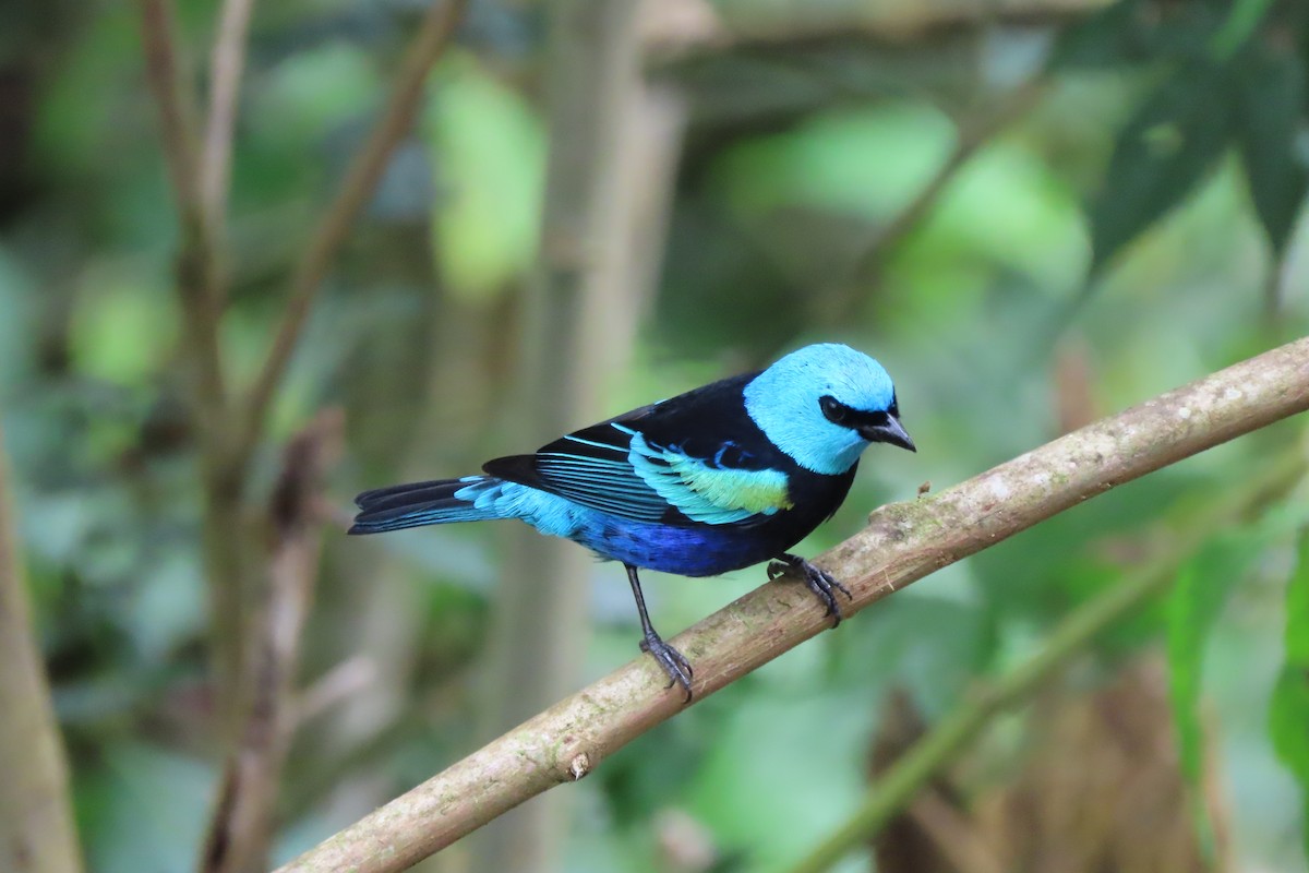 Blue-necked Tanager - ML647216342
