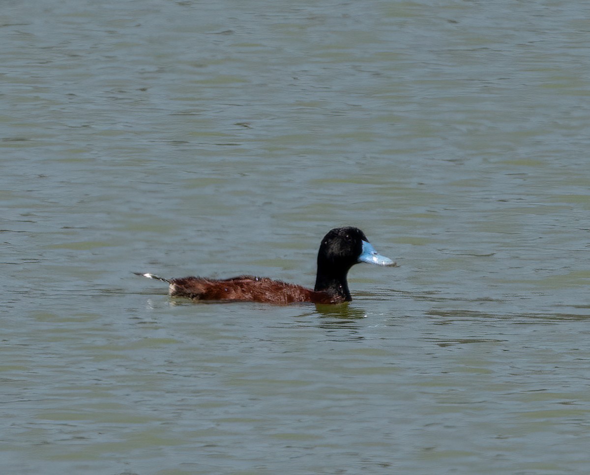 Blue-billed Duck - ML647216357