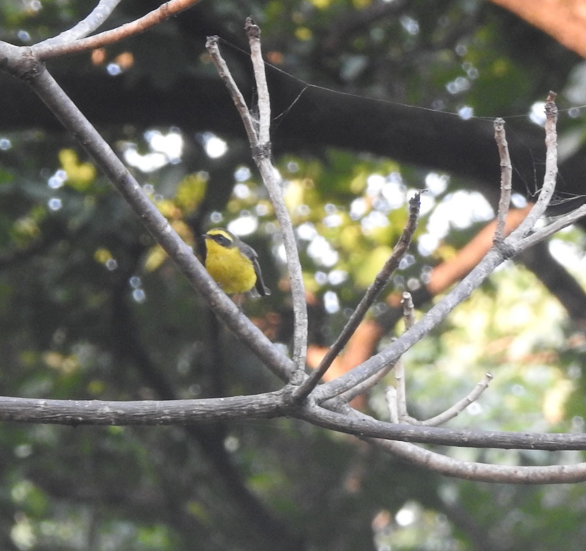 Yellow-bellied Fairy-Fantail - ML647216365