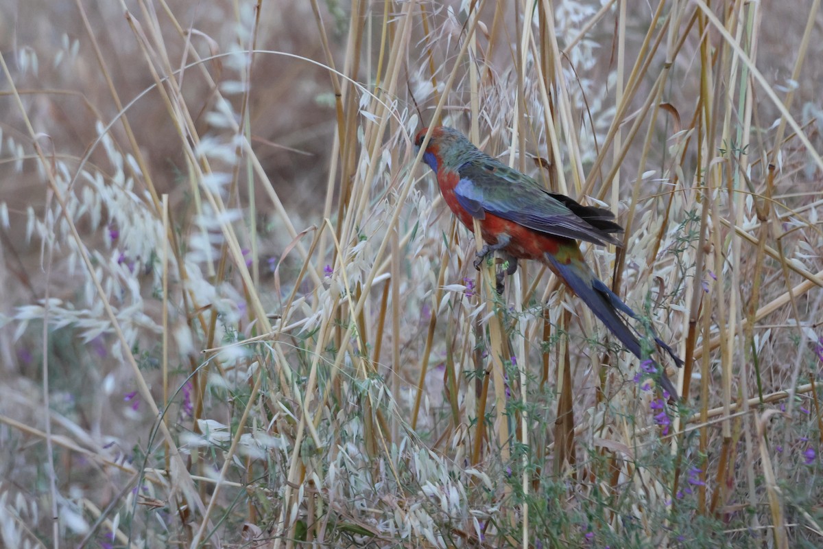 rosela Pennantova - ML647216368