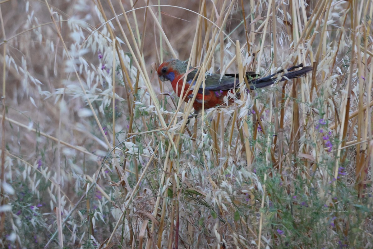 rosela Pennantova - ML647216369