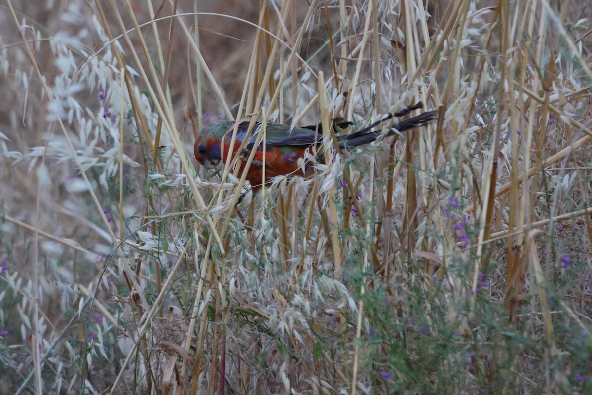 rosela Pennantova - ML647216370