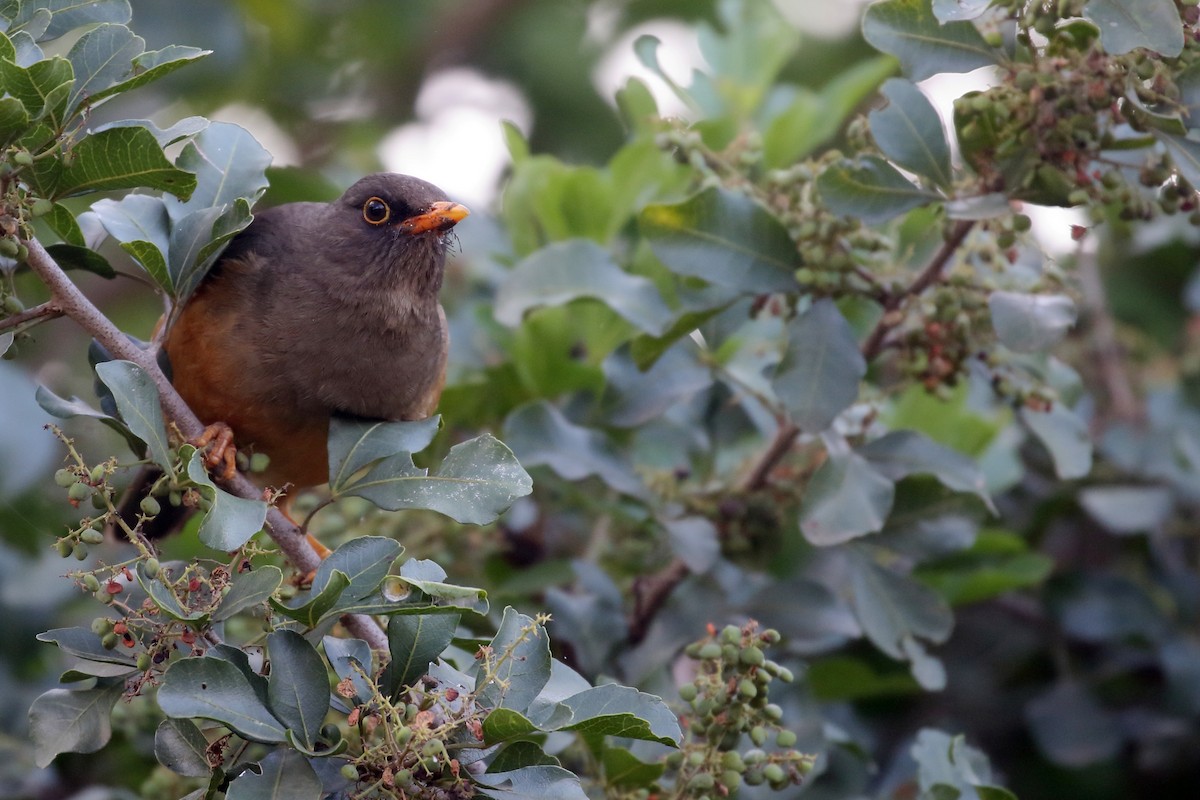 Эфиопский дрозд - ML647216371