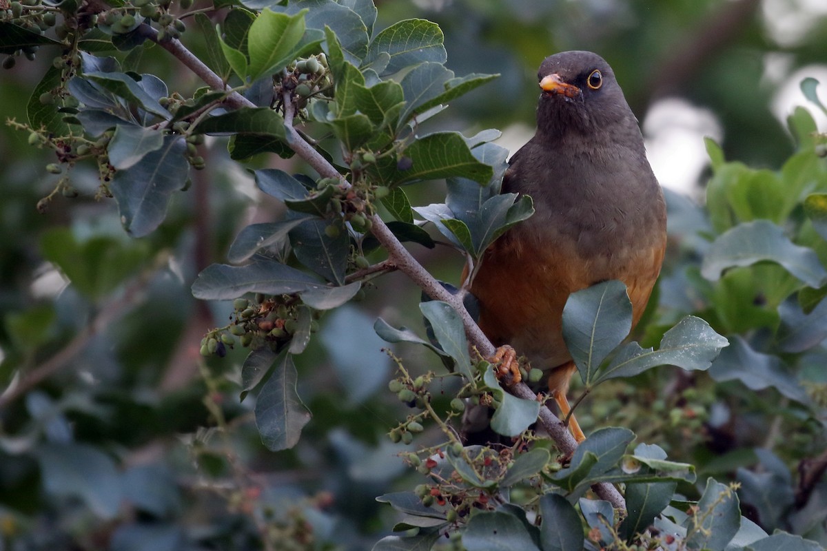 Эфиопский дрозд - ML647216372